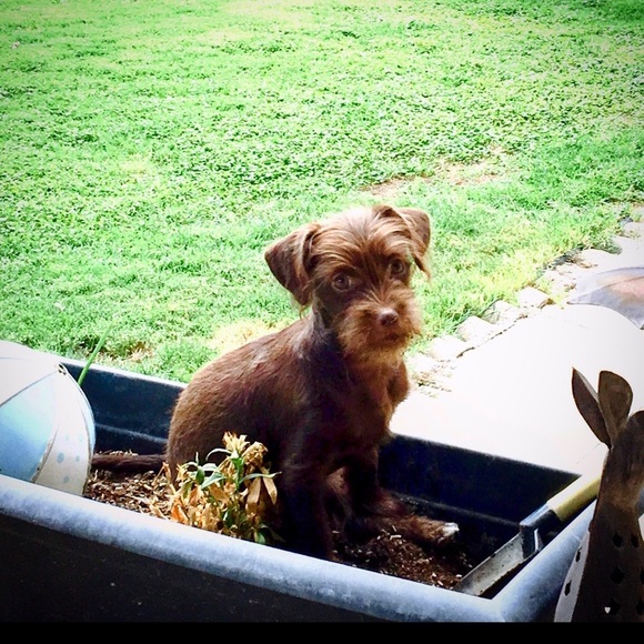 😘🐾Need A Smile? Silly & Sweet Puppy Break! 🐾😘 - Picture 2 of 12